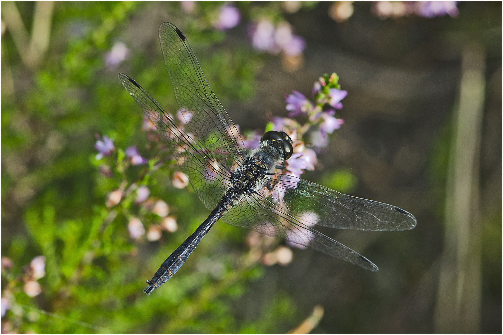 Die Glänzende Smaragdlibelle (Somatochlora metallica) (?) . . .