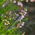 Die Glänzende Smaragdlibelle (Somatochlora metallica) (?) . . .