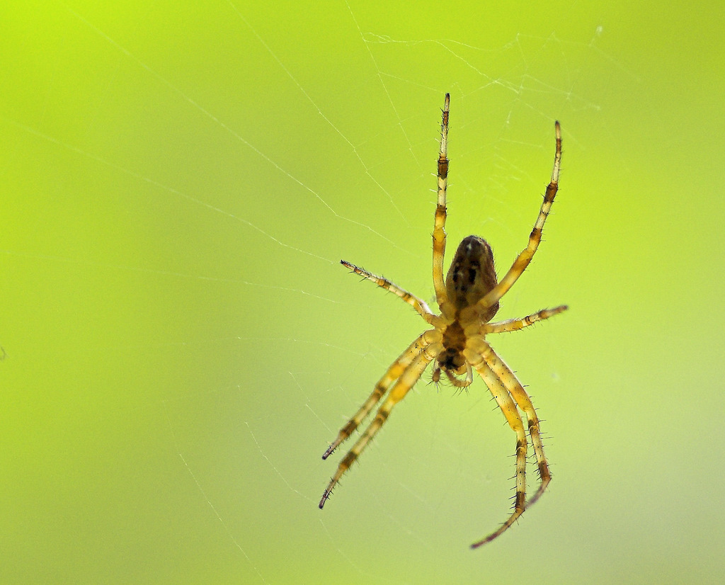 Die gläserne Spinne