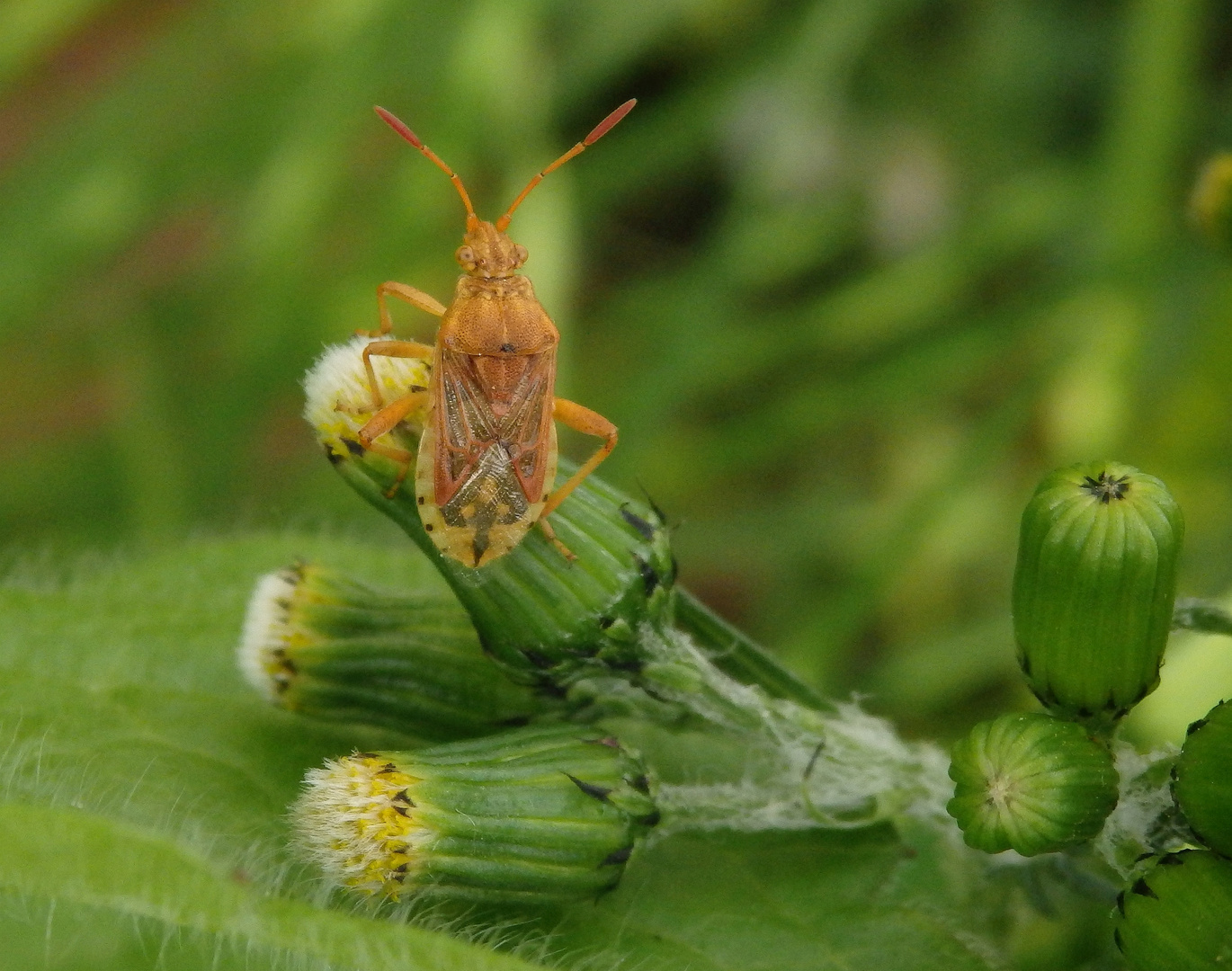 Die Glasflügelwanze Stictopleurus abutilon