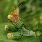 Die Glasflügelwanze Stictopleurus abutilon