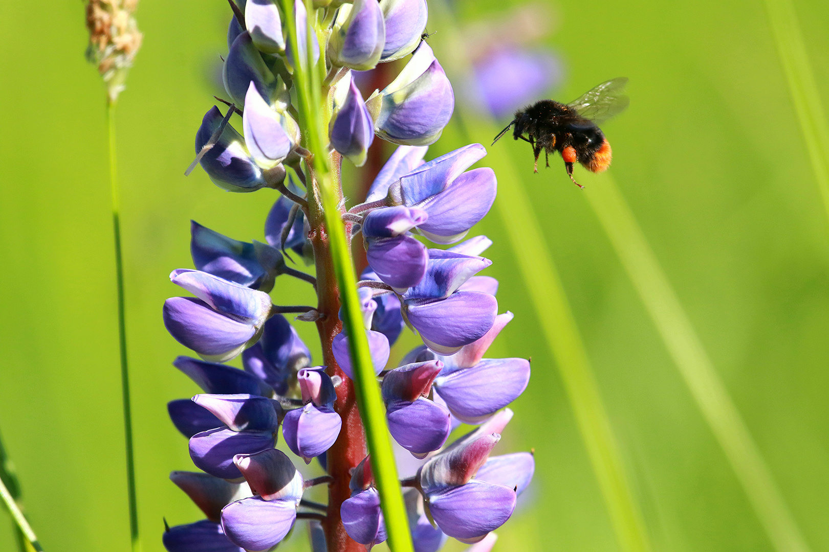 Die gleiche Dame, die nächste Lupine!