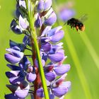 Die gleiche Dame, die nächste Lupine!