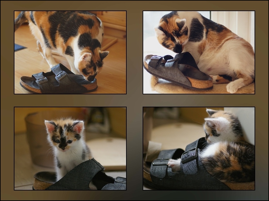 Die gleiche Katze - der gleiche Schuh