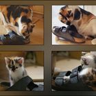 Die gleiche Katze - der gleiche Schuh