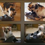 Die gleiche Katze - der gleiche Schuh