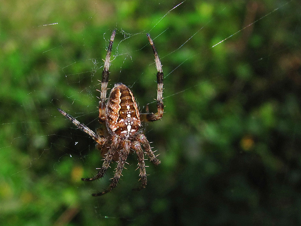 die gleiche Spinne