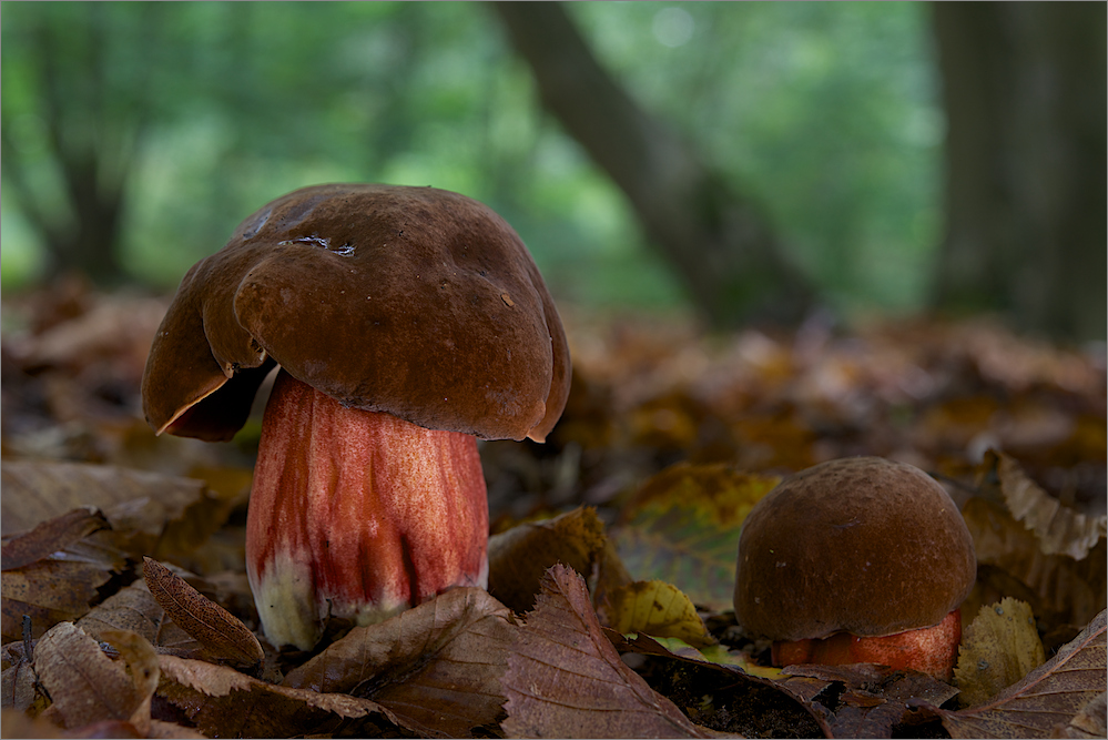 die gleiche Stelle Foto & Bild natur, pflanzen, pilze & flechten