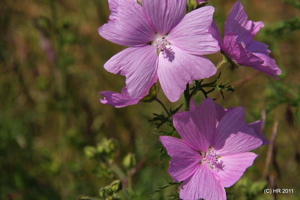 die gleiche unbekannte Blume noch einmal.