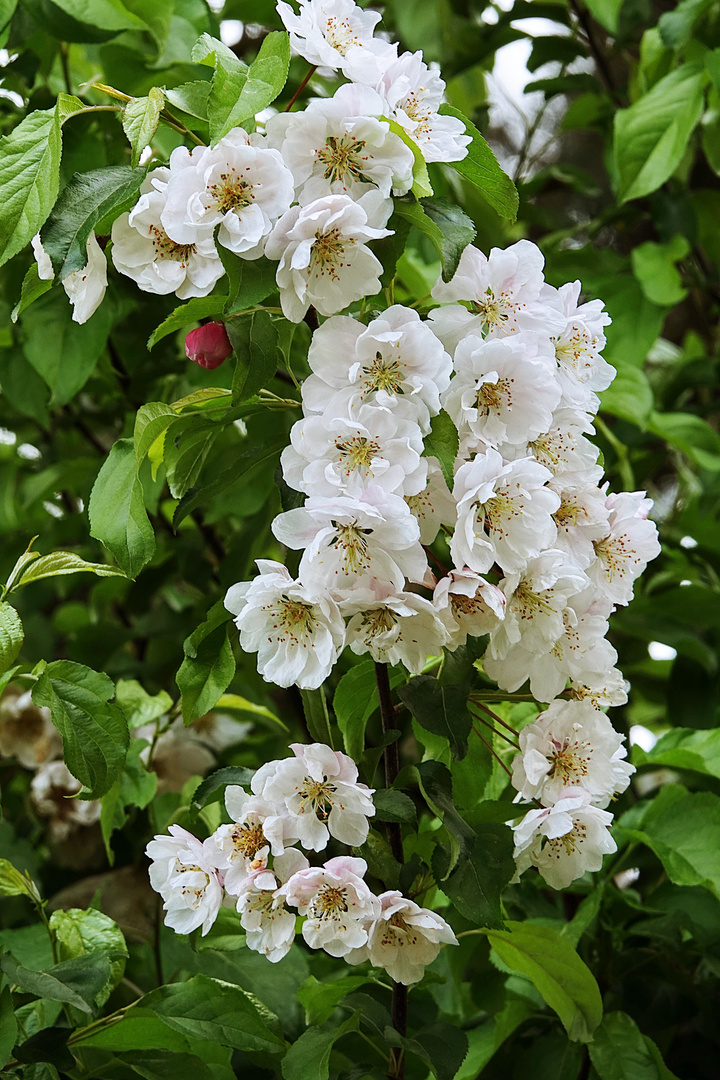 die gleichen Blüten ein paar Tage sspäter - DSC09015