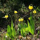 Die Gletscherlilie, Glacier Lilly (Erythronium grandiflorum)...