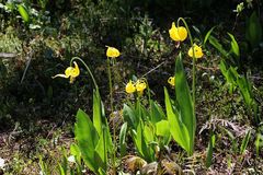 Die Gletscherlilie, Glacier Lilly (Erythronium grandiflorum)...