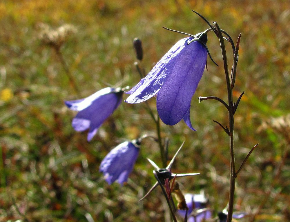 Die Glockblumen blühen noch...