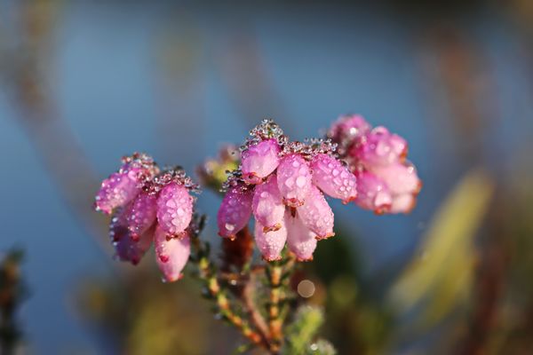 Die Glocken-Heide (Erica tetralix)