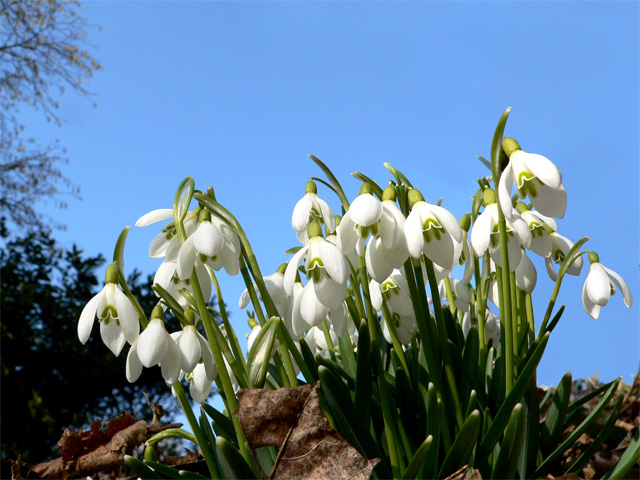 Die Glocken leuten den Frühling ein