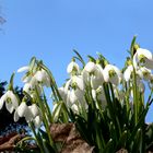 Die Glocken leuten den Frühling ein