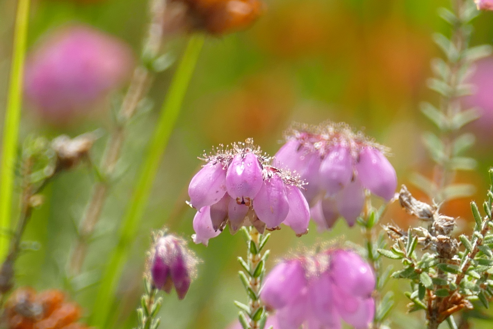 °°°° Die Glockenheide °°°°