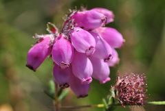 Die Glockenheide (Erica tetralix)