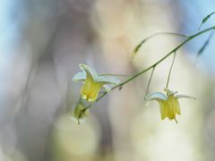 Die Glöckchen.....