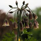 Die Glöckchen läuten auch bei schlechtem Wetter ...