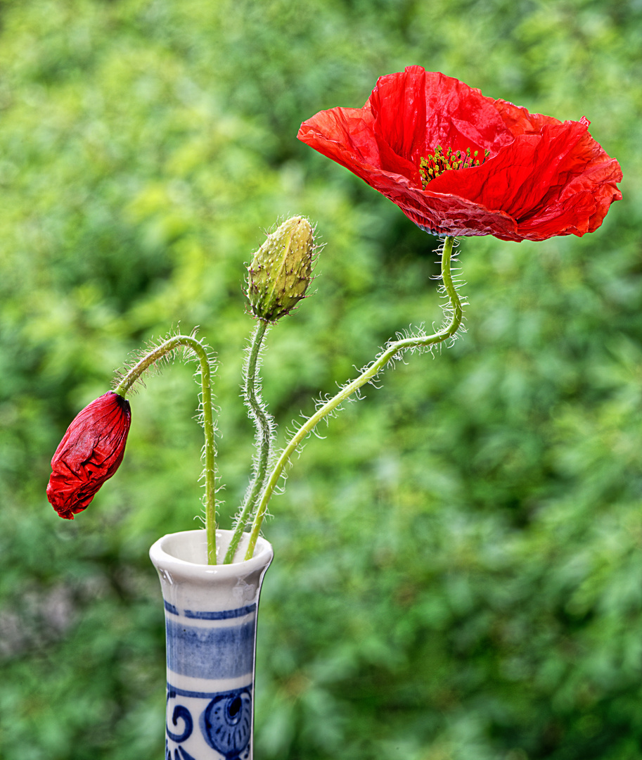 Die glorreichen Drei, Mohn