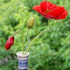 Die glorreichen Drei, Mohn