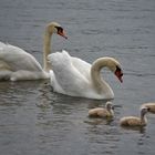 die glückliche Familie