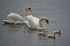 die glückliche Familie