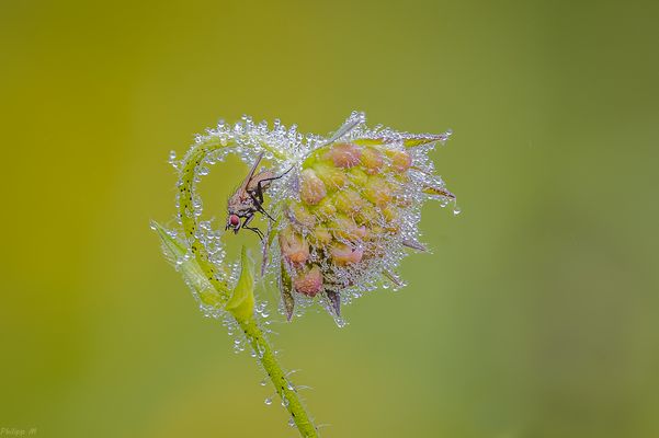 die glückliche Weihnachtsfliege…