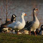 Die glückliche Weihnachtsgans