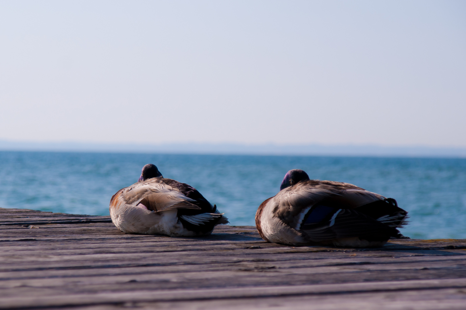 Die glücklichen Enten am Lago di Garda