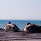 Die glücklichen Enten am Lago di Garda