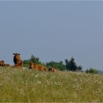 Die glücklichen Fünf