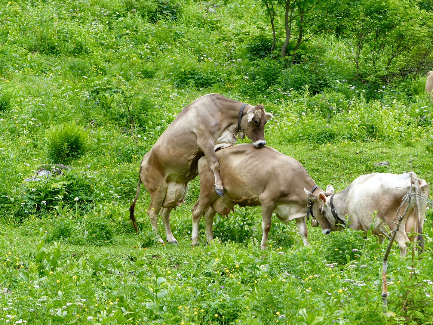 Die glücklichen Kühe von der Petersberg-Alm