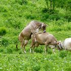 Die glücklichen Kühe von der Petersberg-Alm