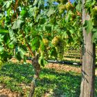 Die glücklichen Trauben im Lugana Weingebiet