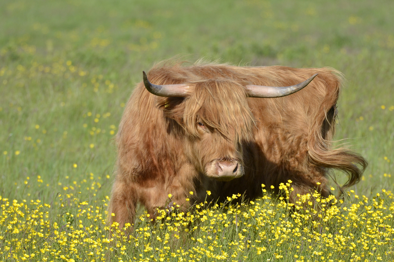 Die Glücksburger highlands