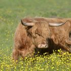 Die Glücksburger highlands