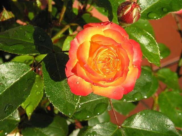 Die glühende Rose