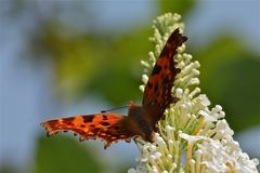 Die Glut des Stifter'schen Nachsommers - C-Falter (Polygonia c-album)