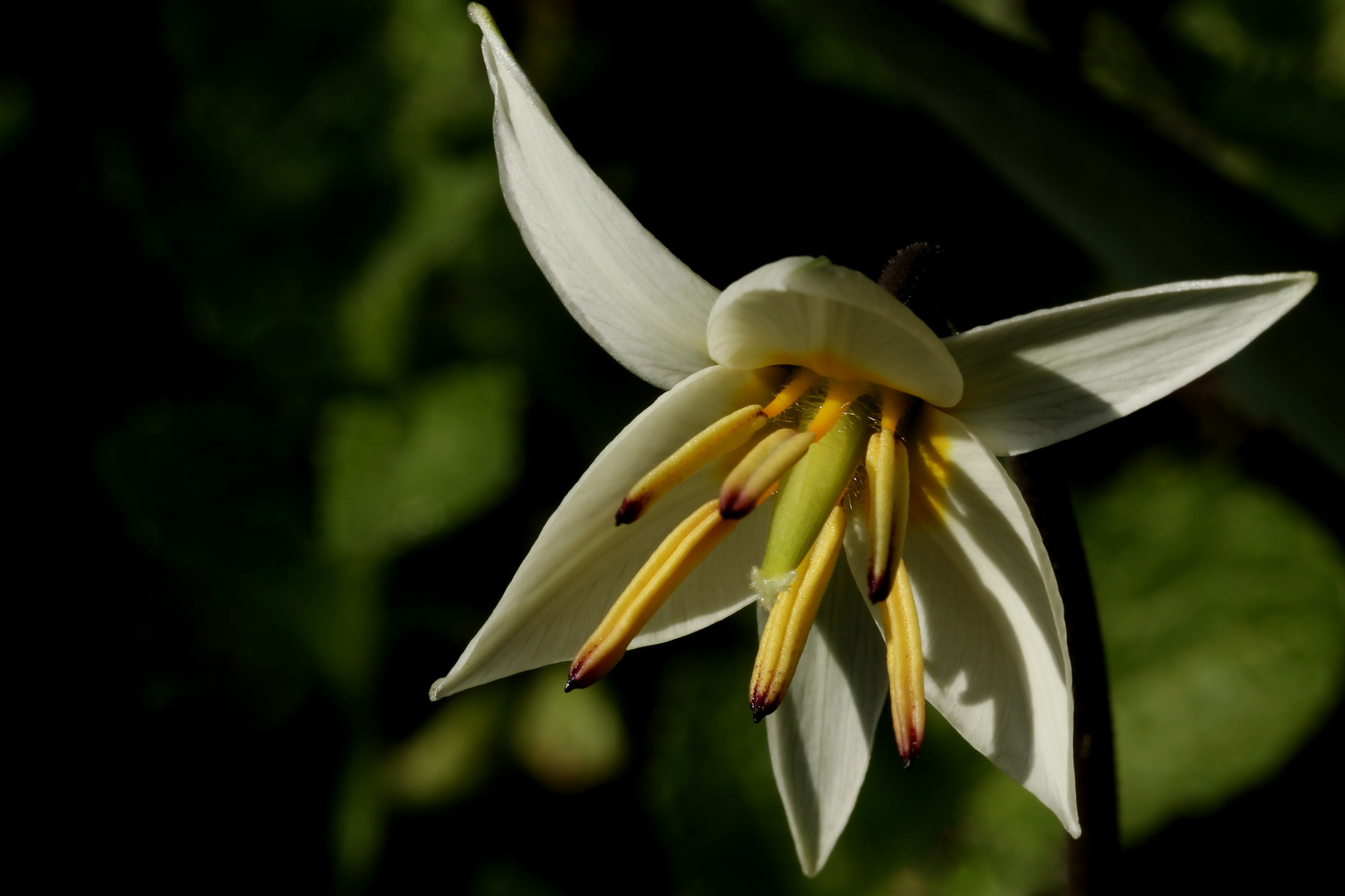 die Gnomen-Tulpe (Tulipa turkestanica)...