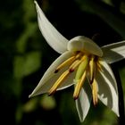 die Gnomen-Tulpe (Tulipa turkestanica)...