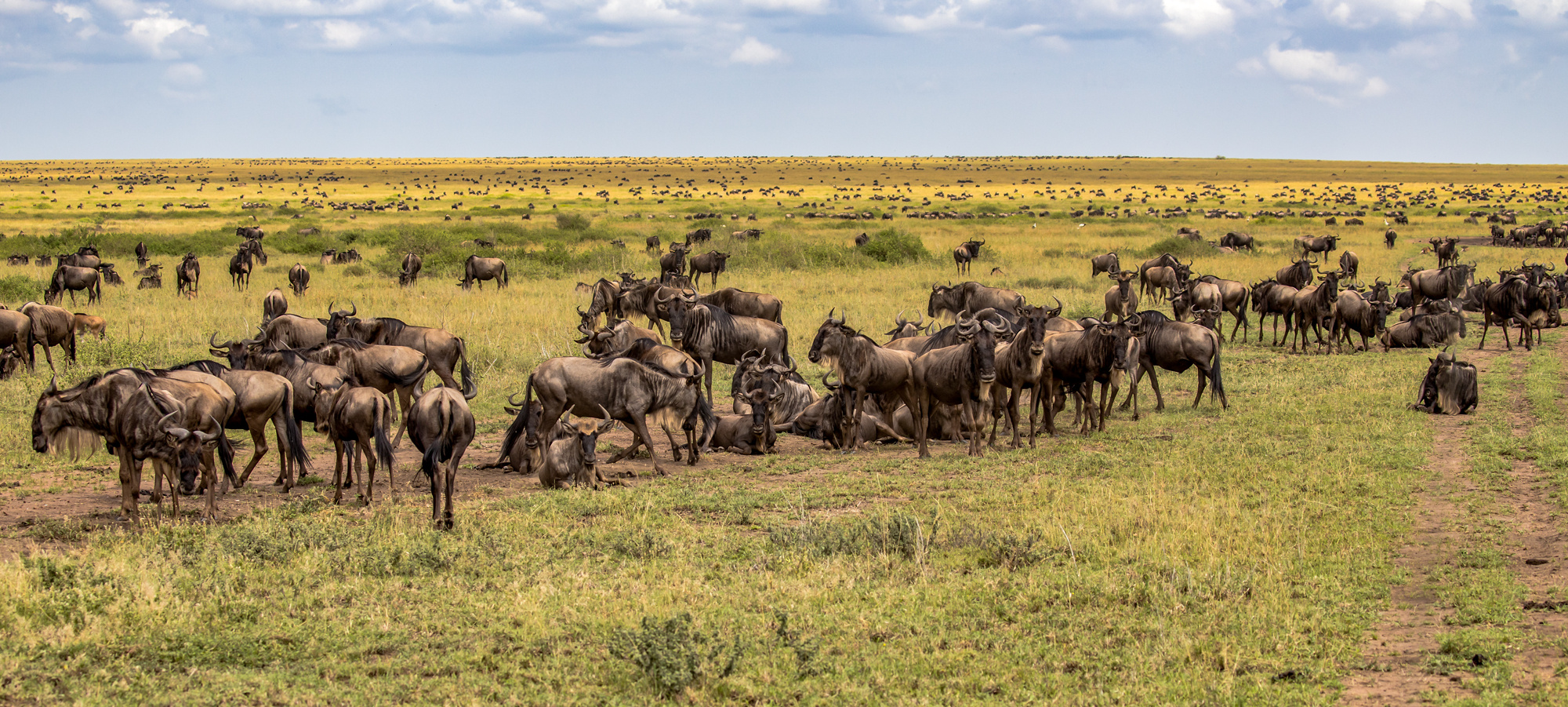 Die Gnus sammeln sich...