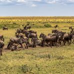 Die Gnus sammeln sich...