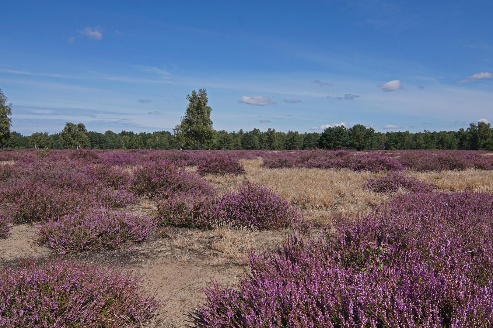 Die Göbelner Heide 2021