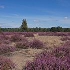 Die Göbelner Heide 2021