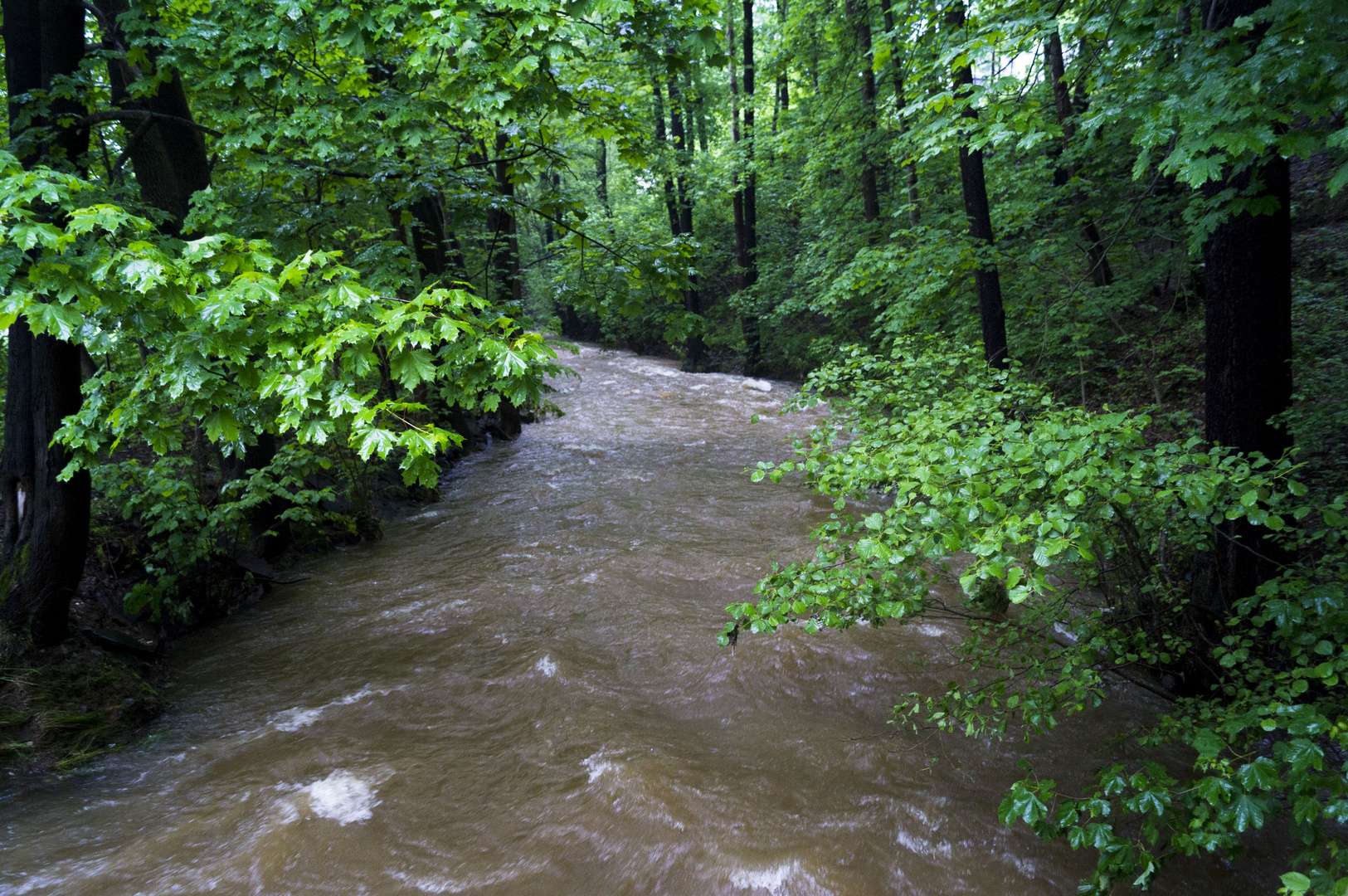 Die Göltzsch am 03.06.2013 (Hochwasser)