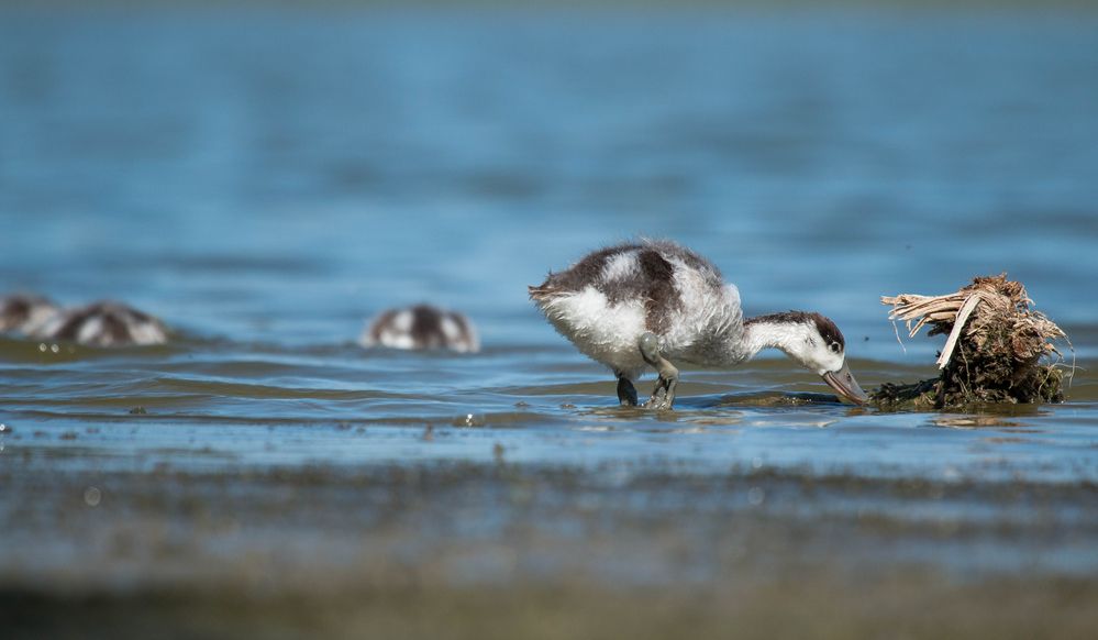 Die Gössel der Foto & Bild wasser, natur, tschechien Bilder auf