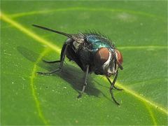 Die Goildfliege Lucilia sp., eine Schmeißfliegenart (Fam. Calliphoridae)