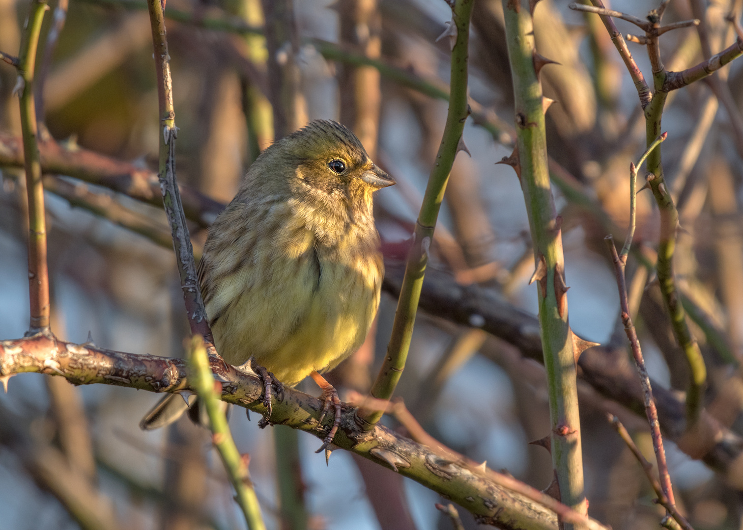 Die Goldammer (Emberiza citrinella)